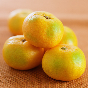 [초록자연] 제주 타이벡 감귤 5kg (대과) 꿀당도